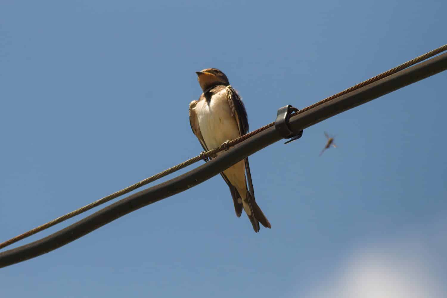 A Swallow perched on a wire and a mosquito flying 