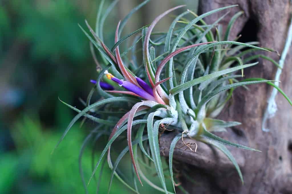 Beautiful Tillandsia ionantha mounted air plant on dry wooden