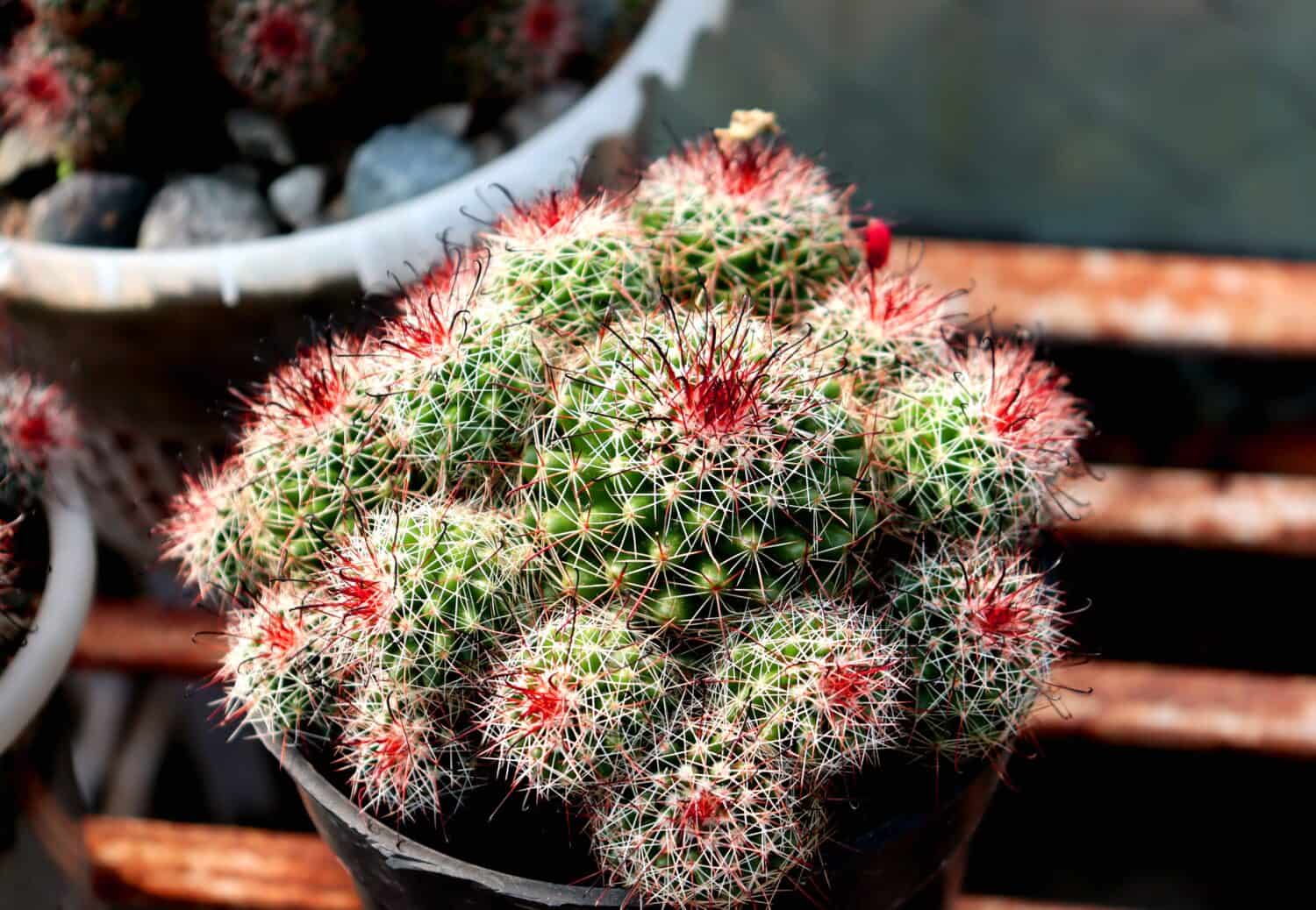 Old Lady Cactus,Cactus on a tub,closeup photo of a cactus 