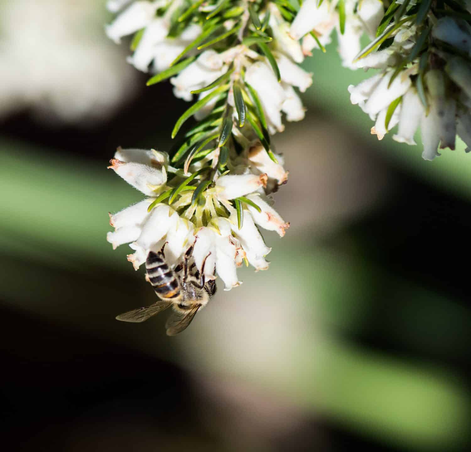 Cape Honey bee on Erica lutea in the Harold Porter Botanical Garden, Betty's Bay, South Africa