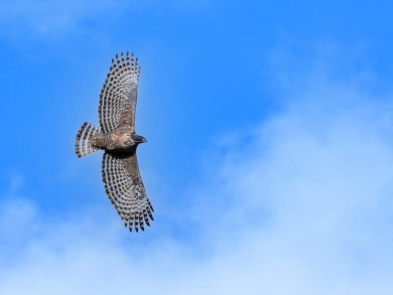 Flying calmly in the blue sky background with spreading its wings widely