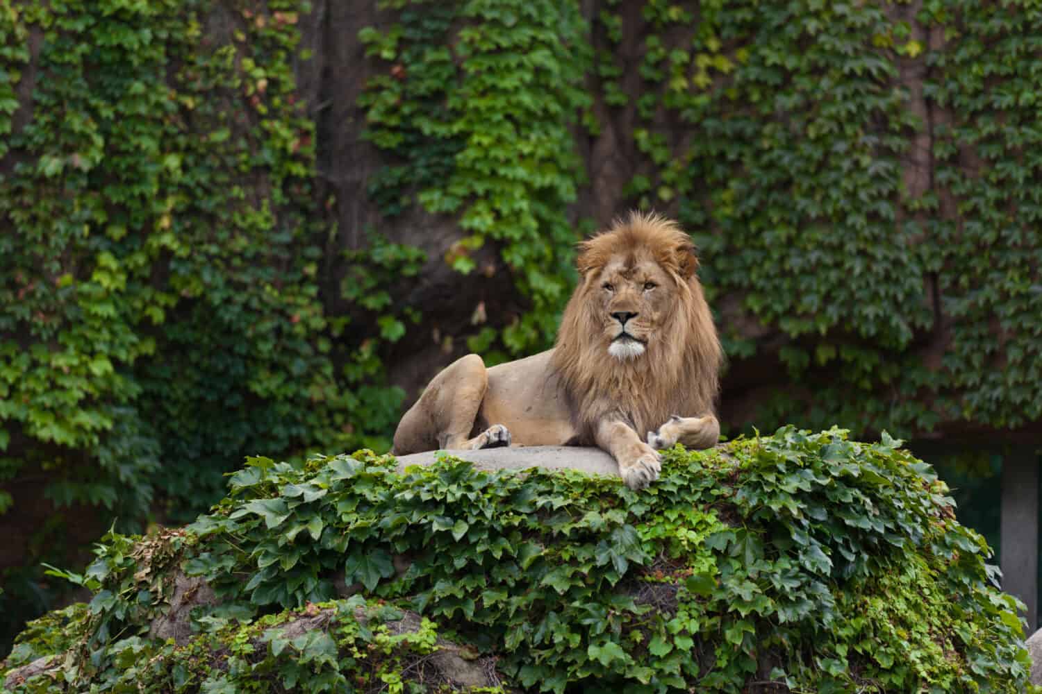 Male Lion. Lincoln Park Zoo. Chicago, IL.