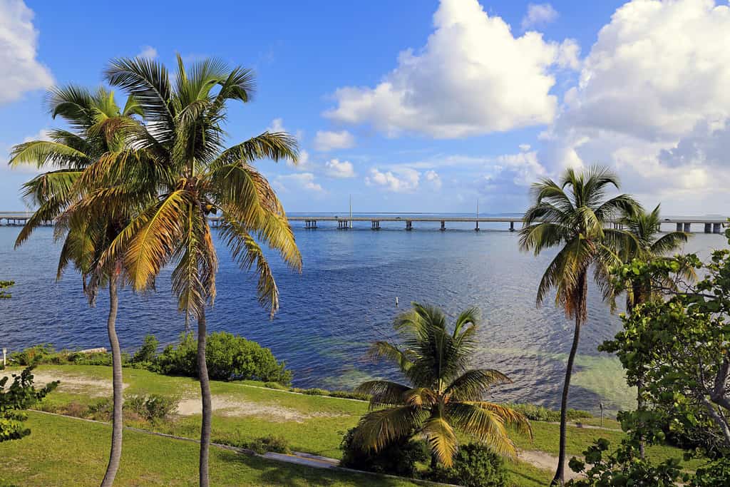 Beautiful Bahia Honda State Park in the Florida Keys features palm trees and a view of the Overseas Highway.