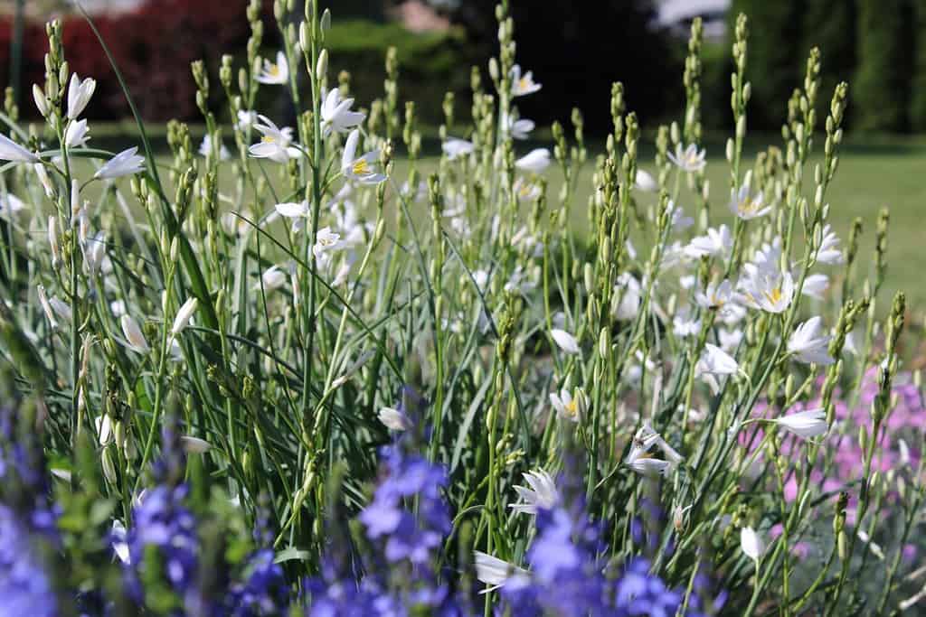 White Anthericum liliago blossoms in the garden