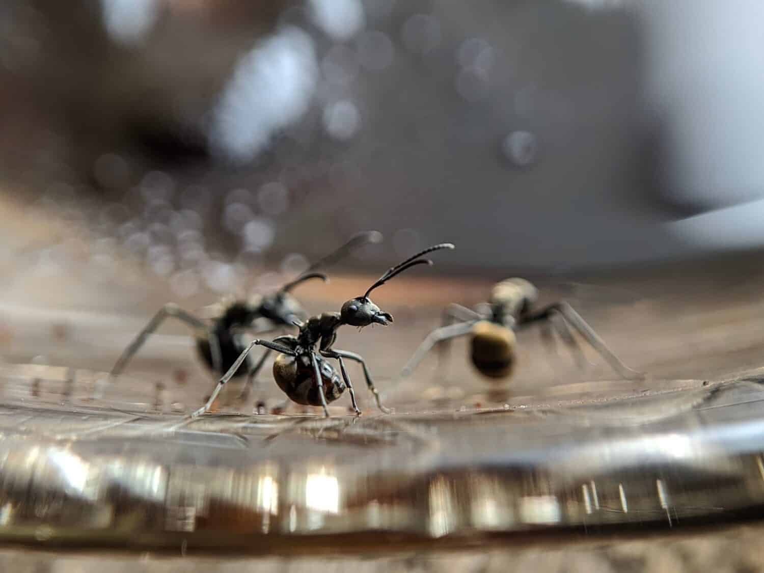 Close up picture of small black ants, called Odorous House Ants