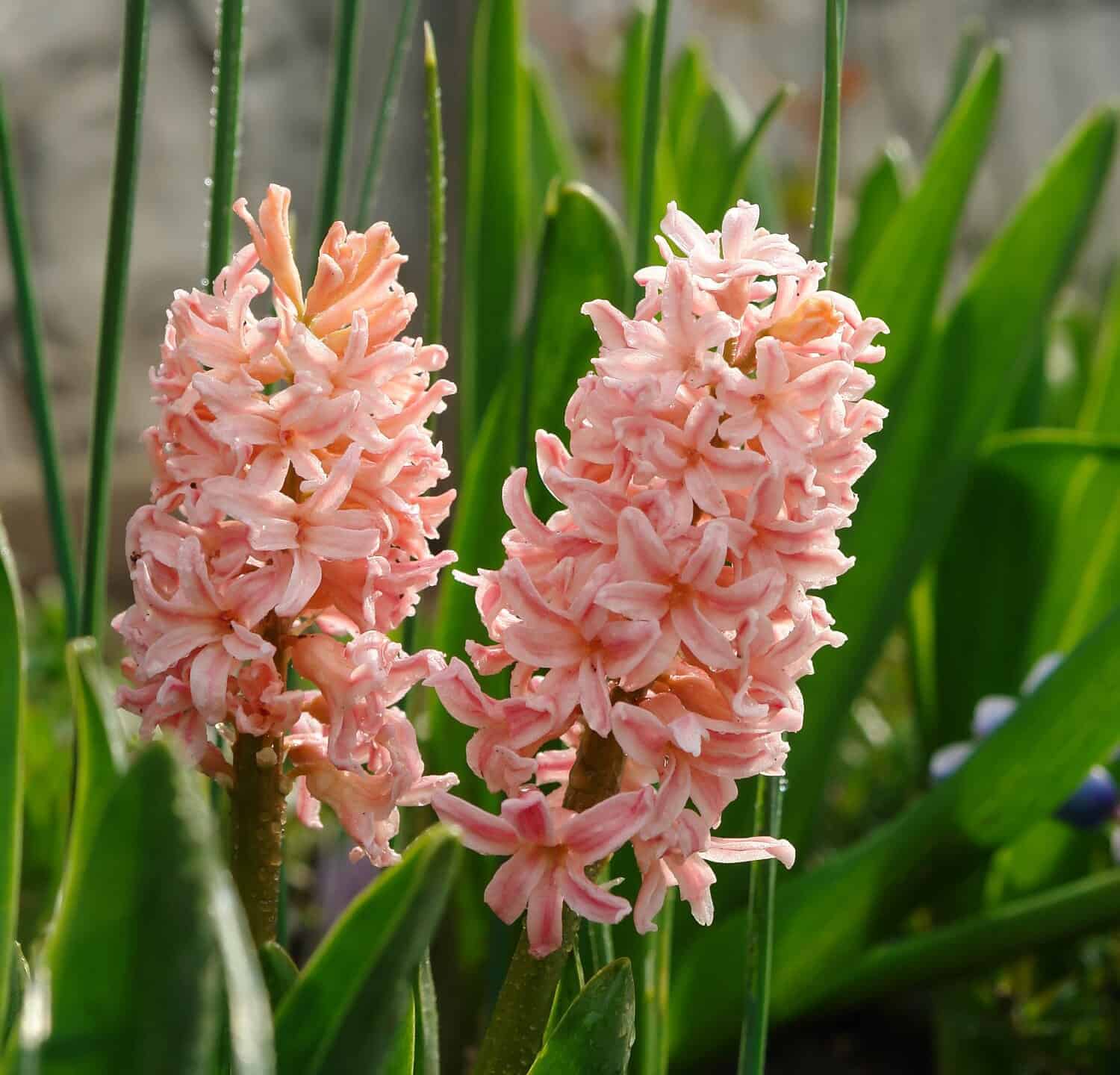 A close up of coral hyacinths of the 'Gipsy Queen' variety (Hyacinthus orientalis) in the garden