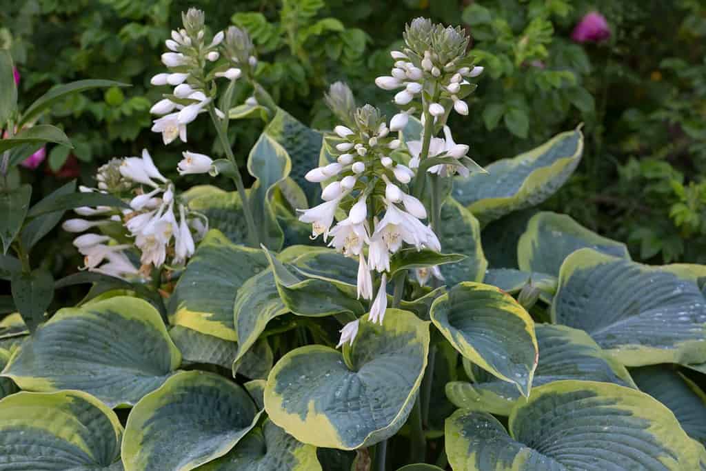 A lush bush of flowering hosta in the garden. Perennial flowers, landscape design. Hosta cultivar Frances Williams