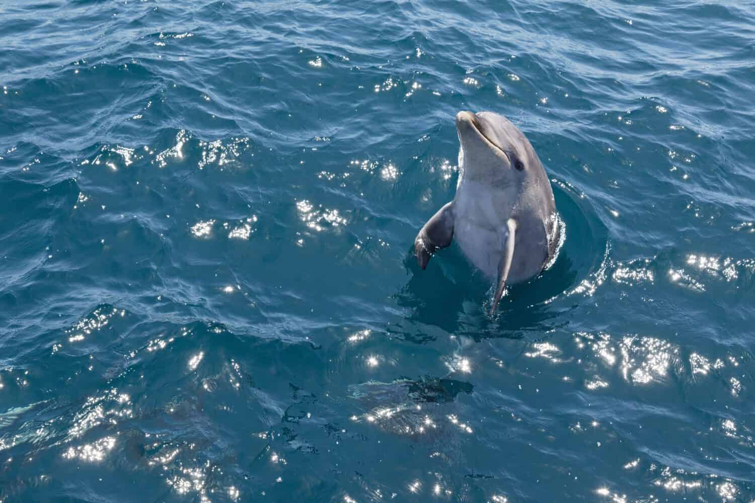 Bottlenose dolphin looks straight out of the water