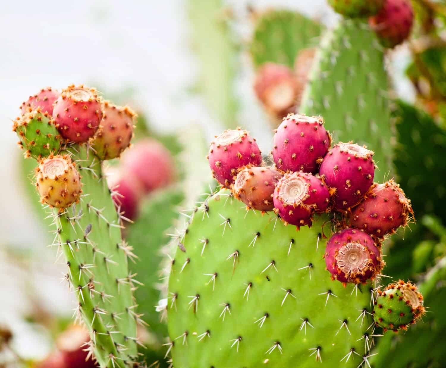 Prickly pear cactus close up with fruit in red color, cactus spines.