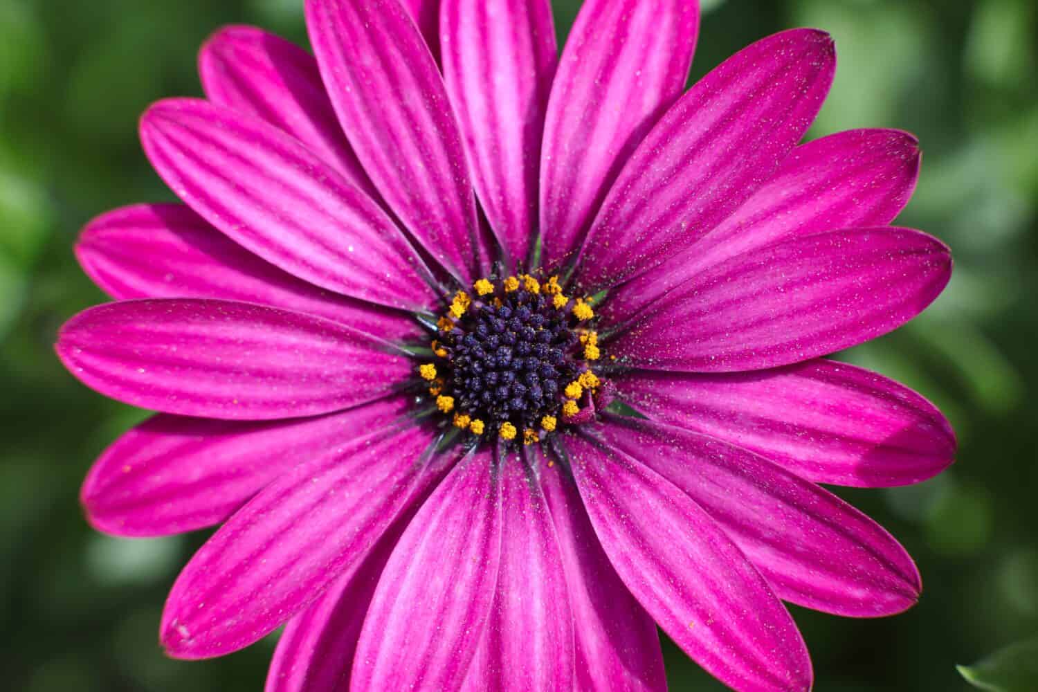 Lavender Cape Marguerite daisy frontal view;  closeup