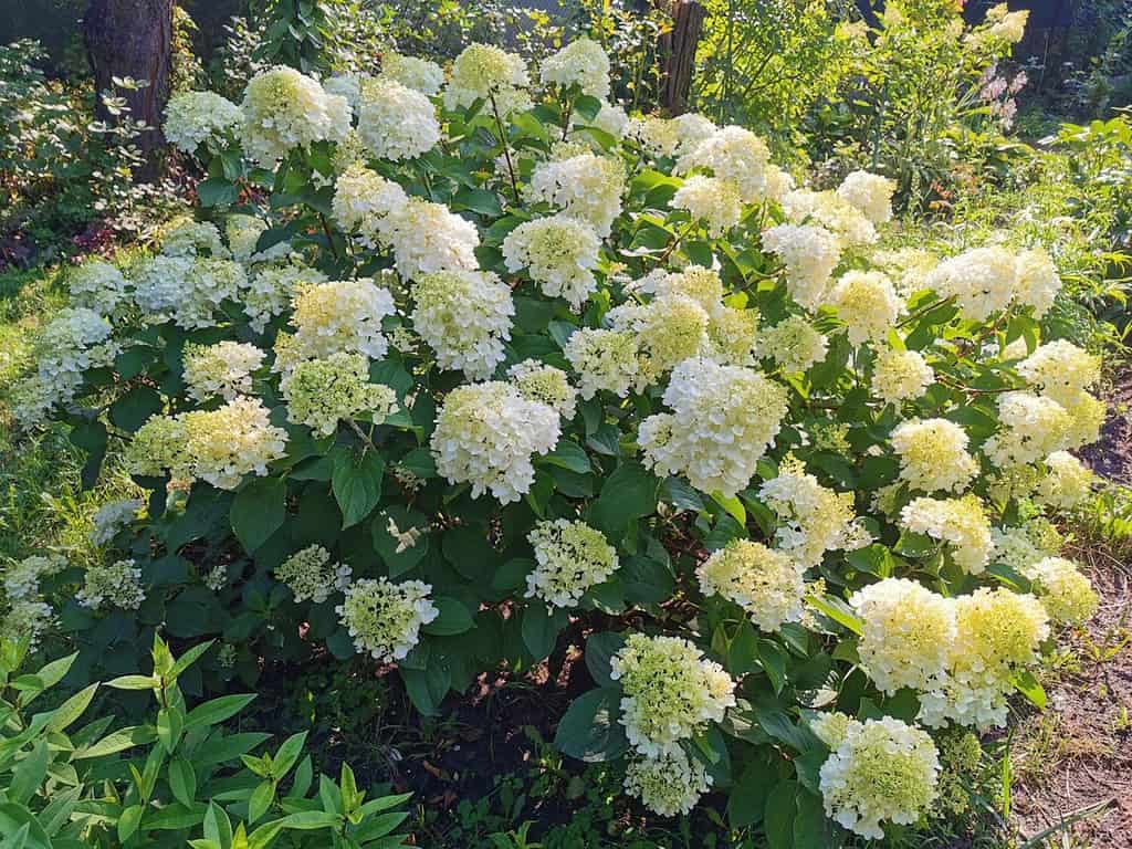 Hydrangea paniculata Silver Dollar in the morning garden