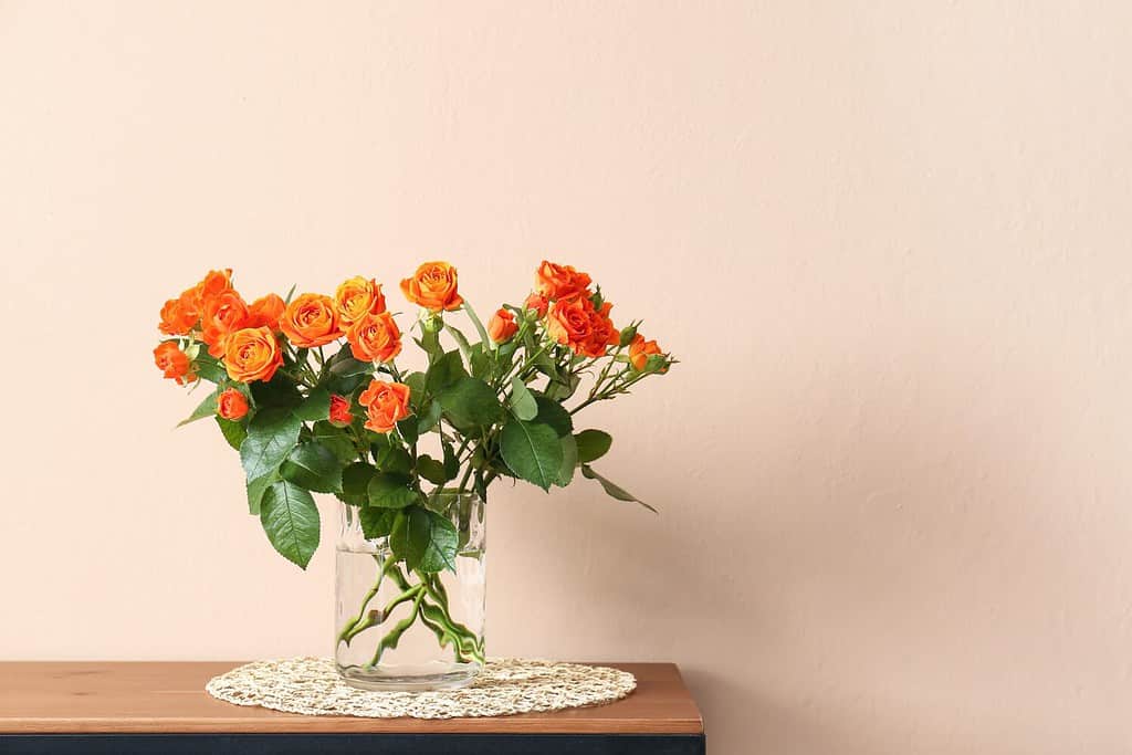 Vase with beautiful orange roses on table against beige wall