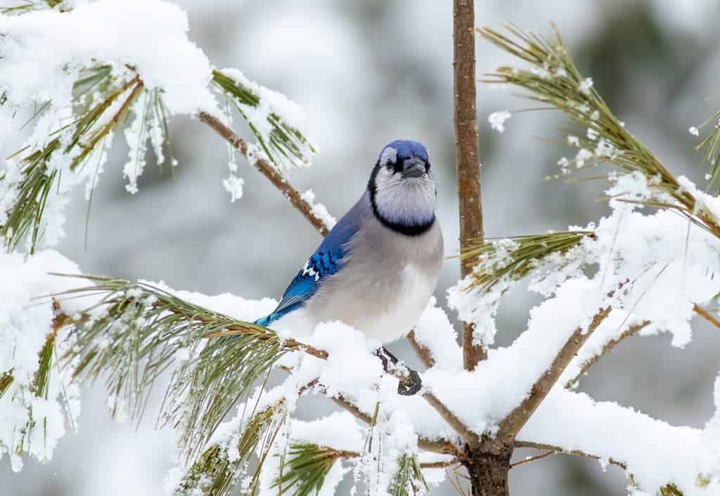 A blue jay sits in a pine with fresh flocked snow in Algonquin Canada