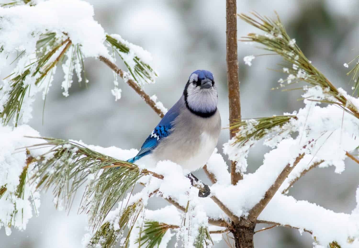 Blue Jay Nesting (Behavior, Location + Eggs)