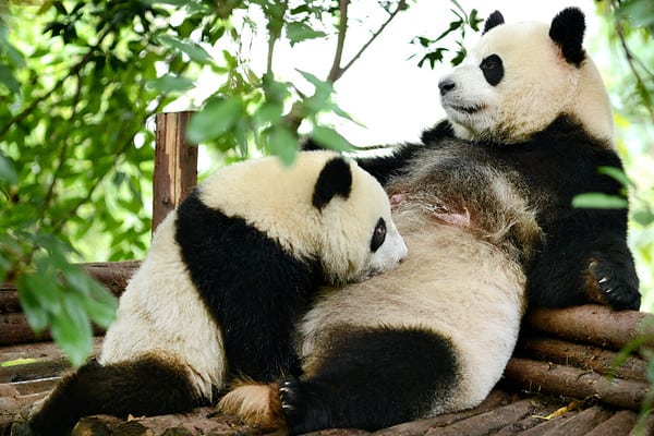 How Much Do Pandas Weigh? - A-Z Animals