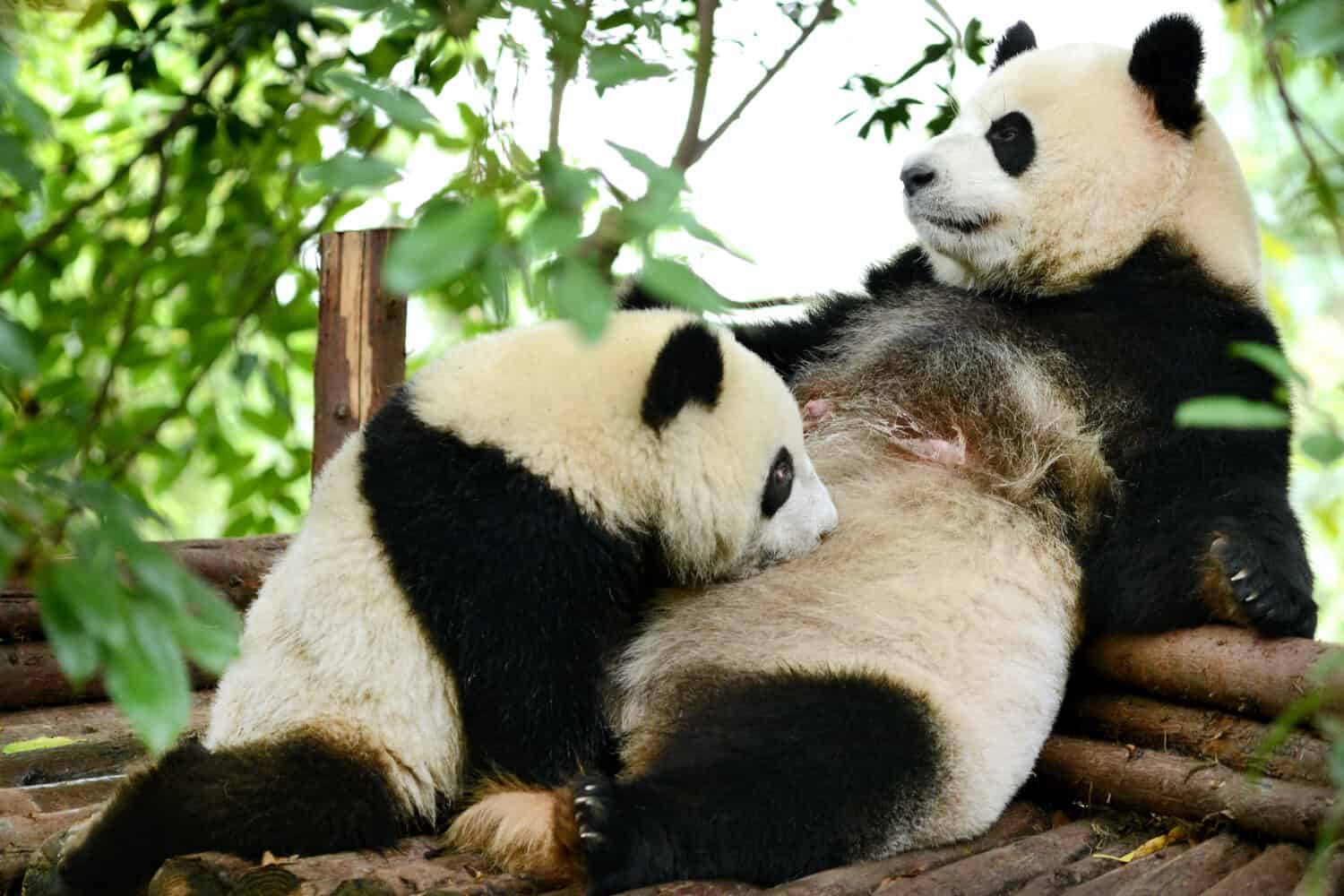Giant panda bear cub and Mother Breastfeeding Chengdu, China