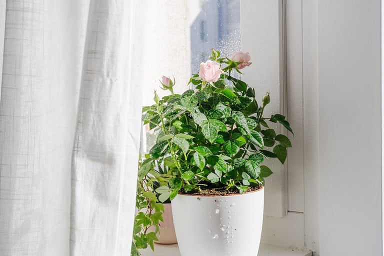 Indoor potted rose with water drops. Home hobby gardening on whiter time