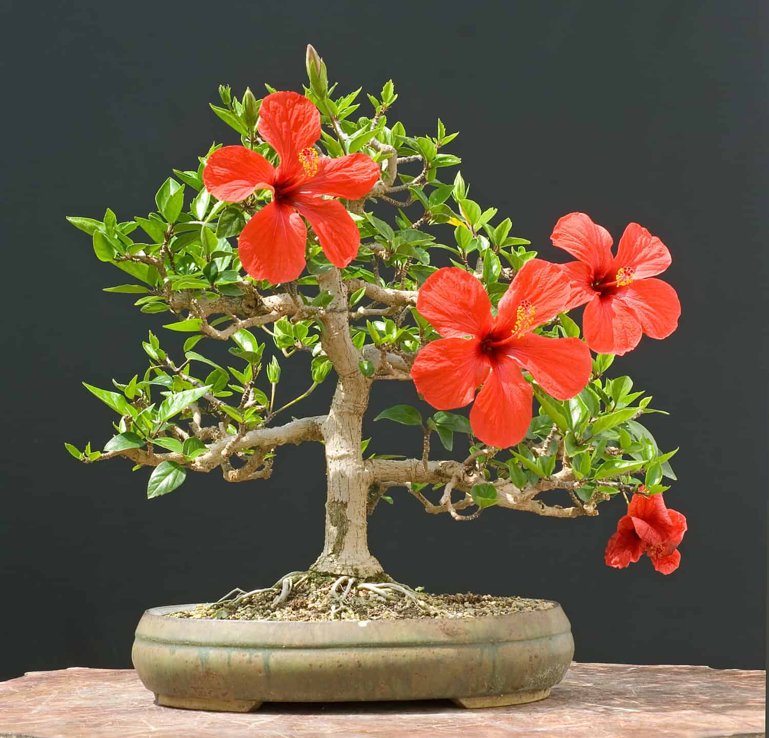 hibiscus bonsai in bloom