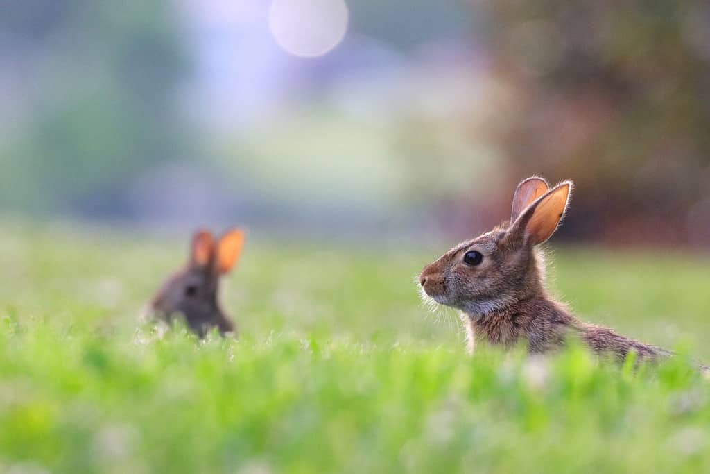 A couple of wild rabbits playing on the field