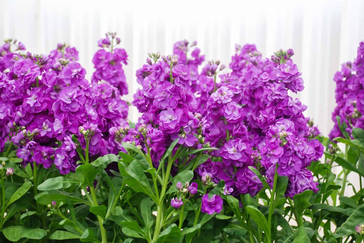 Matthiola incana flower, stock flowers, cut flowers in nursery, full bloom. Purple Matthiola
