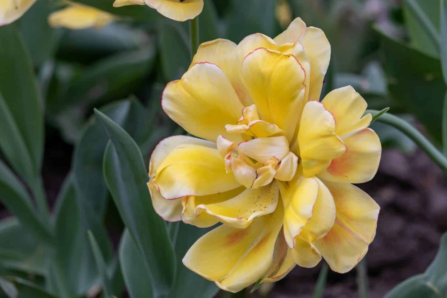 Huge chic yellow tulip close-up