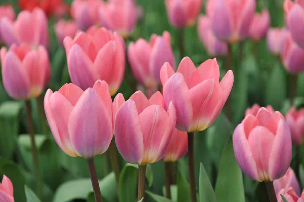 Pink Darwin Hybrid tulips (Tulipa) Light and Dreamy bloom in a garden in April