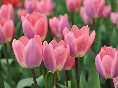 A Tulip: Meaning, Symbolism, and Proper Occasions for This Iconic Flower