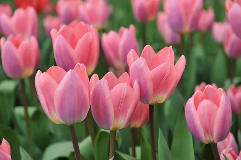 Pink Darwin Hybrid tulips (Tulipa) Light and Dreamy bloom in a garden in April