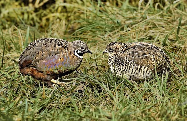 Quail Meat: Discover the Many Health Benefits of Eating Quail Meat - A