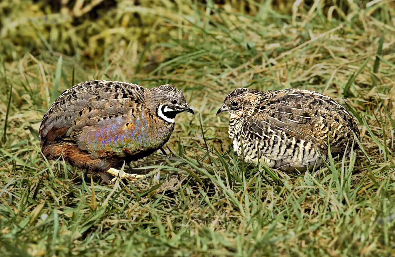 Synoicus chinensis - Blue-breasted Quail male  female