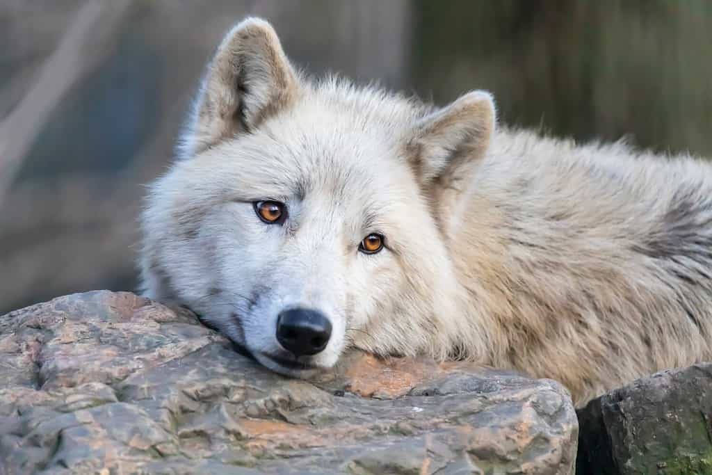 White Hudson Bay wolf beautiful view