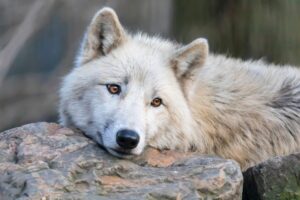 Discover the 10 Largest Wolves Roaming Canada photo