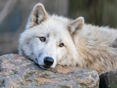 A Discover the 10 Largest Wolves Roaming Canada