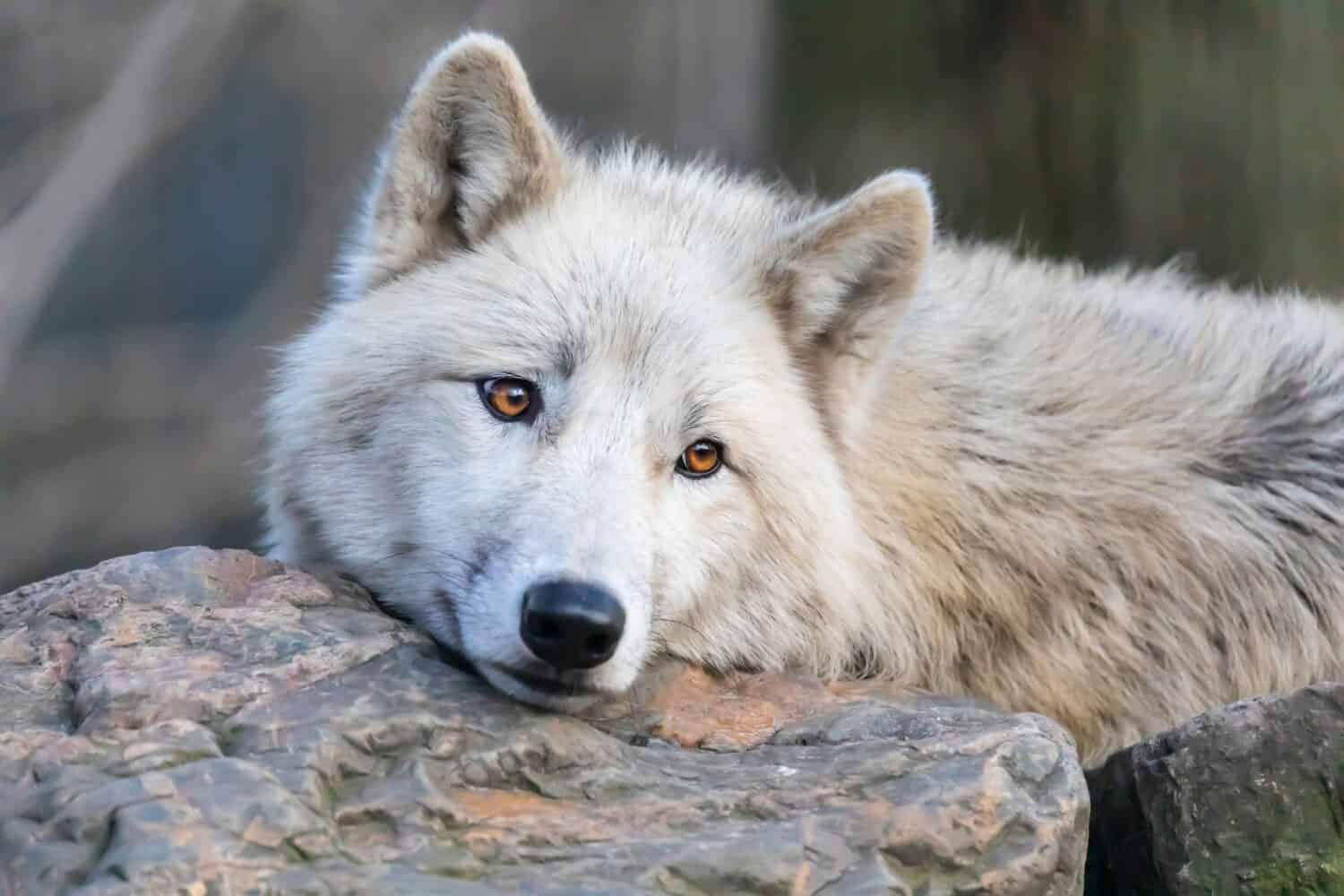 White Hudson Bay wolf beautiful view