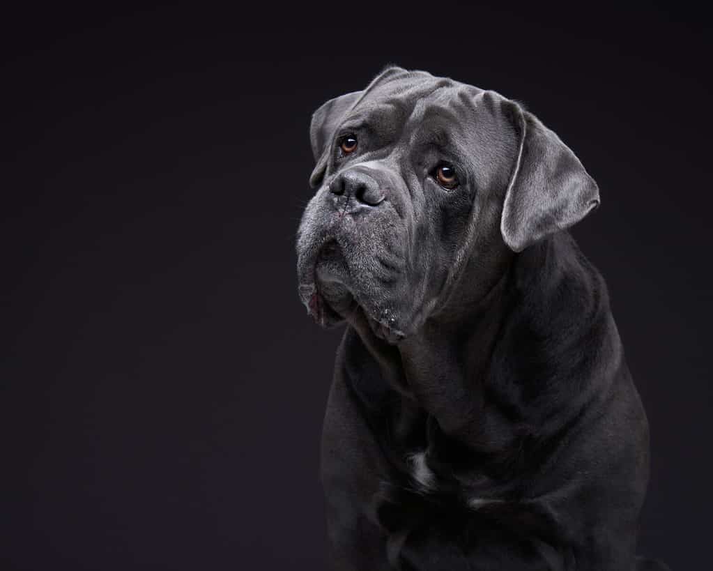A Cane Corso standing alert, with a muscular frame and powerful jaws.