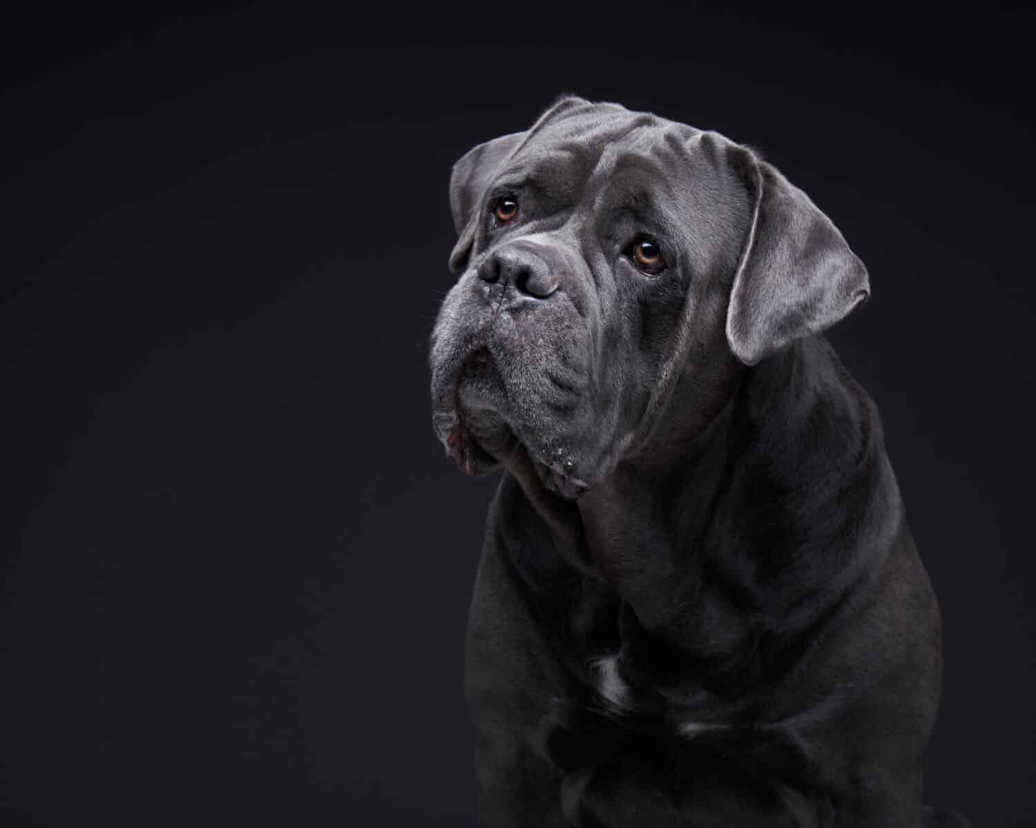 dog on a black background. Blue, Gray Intalian Cane-Corso