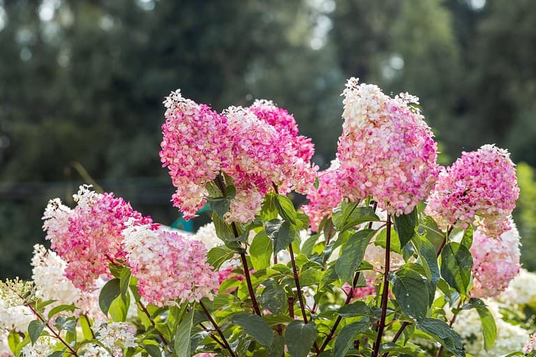 Hydrangea paniculata Vanille Fraise on a stem