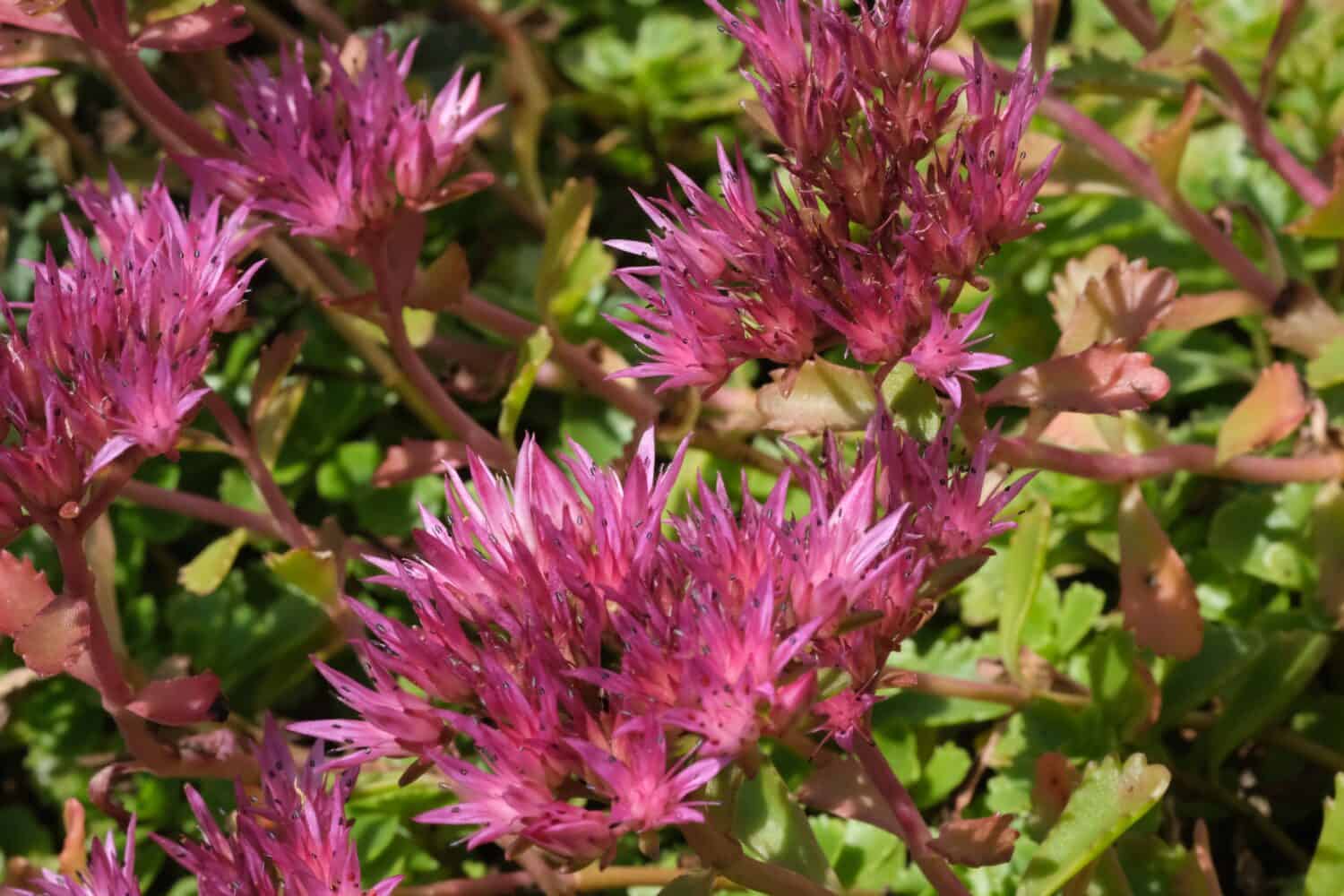 Close-up  of caucasian stonecrop (Sedum spurium) flowers