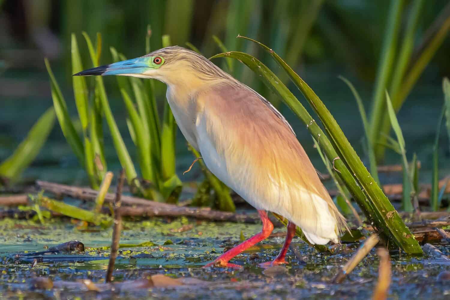 squacco heron - Ardeola ralloides - wading in marsh with green background. Photo from Danube Delta in Romania.