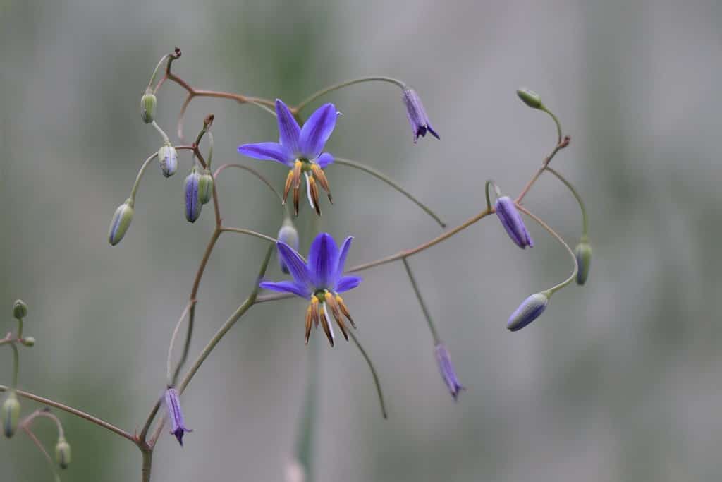 Trpical flower of Dianella ensifolia