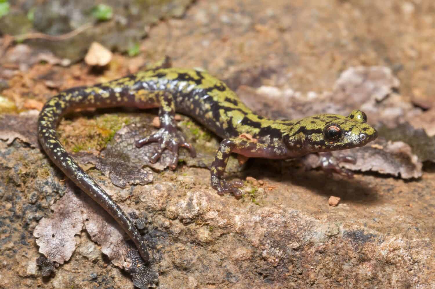 Green salamander macro portrait on rock