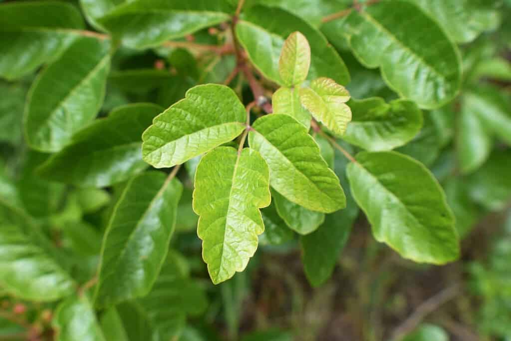 Poison Oak Leaf blooming In Spring In Northern California