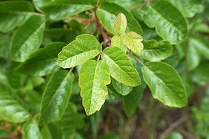 What Happens to Poison Oak in the Winter? Picture