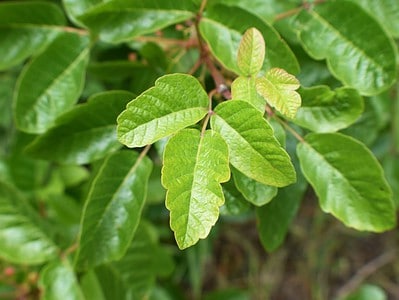 A What Happens to Poison Oak in the Winter?