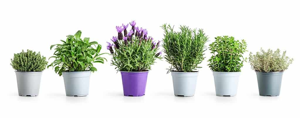 Rosemary, oregano, lavender, sage and thyme in pot. Creative layout with fresh potted herbs isolated on white background. Floral banner. Design element. Healthy eating, alternative medicine concept