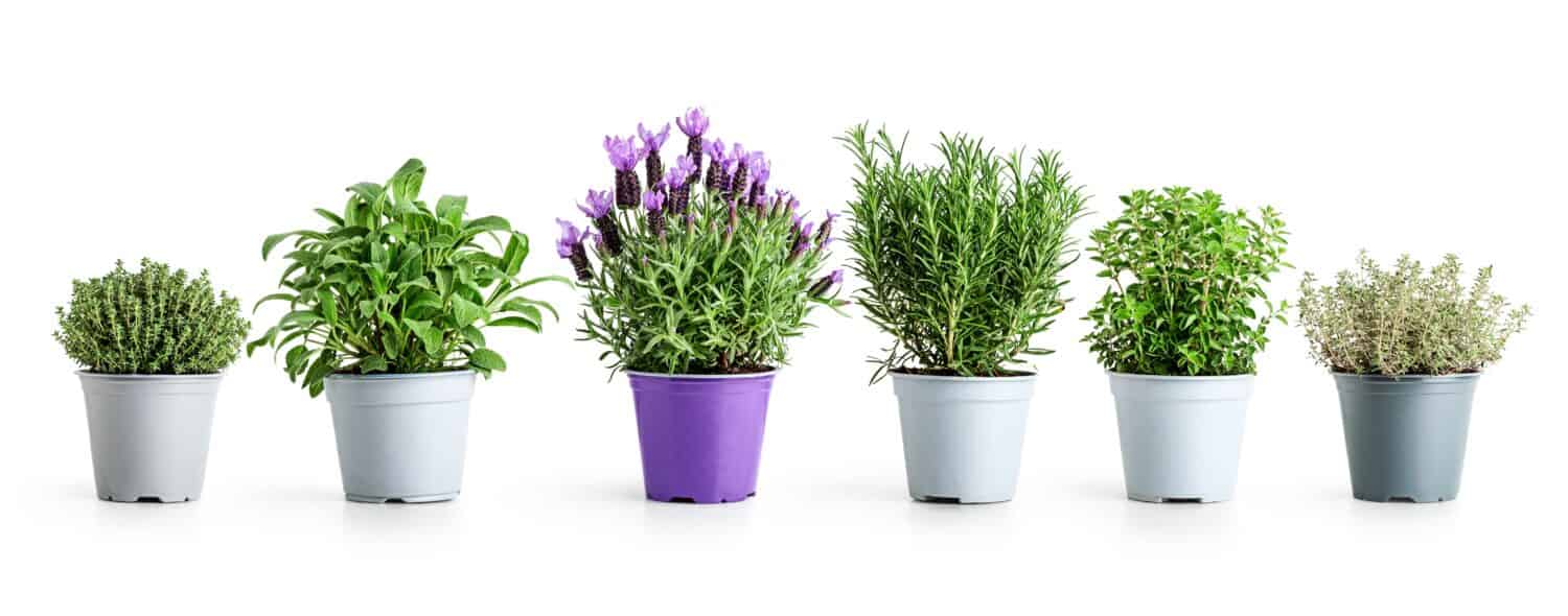 Rosemary, oregano, lavender, sage and thyme in pot. 