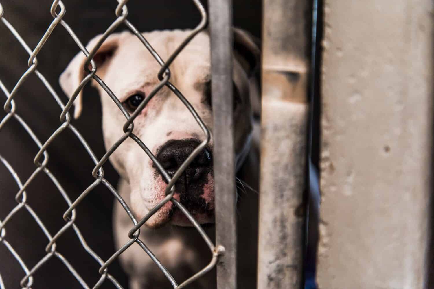 White American Bull Dog Pit Bull Mixed Breed Dog Large Adult Dog Looking Sad Eye Contact with Camera through Animal Shelter Kennel Cage