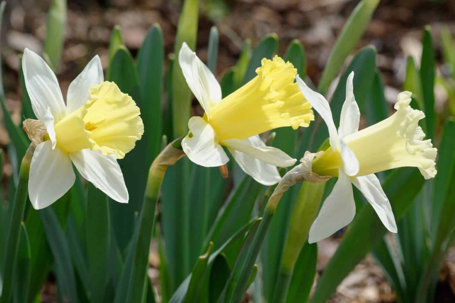 Narcissus 'Broughshane' is a daffodil in Division 1 (Trumpet daffodil) with white crown and yellow trumpet