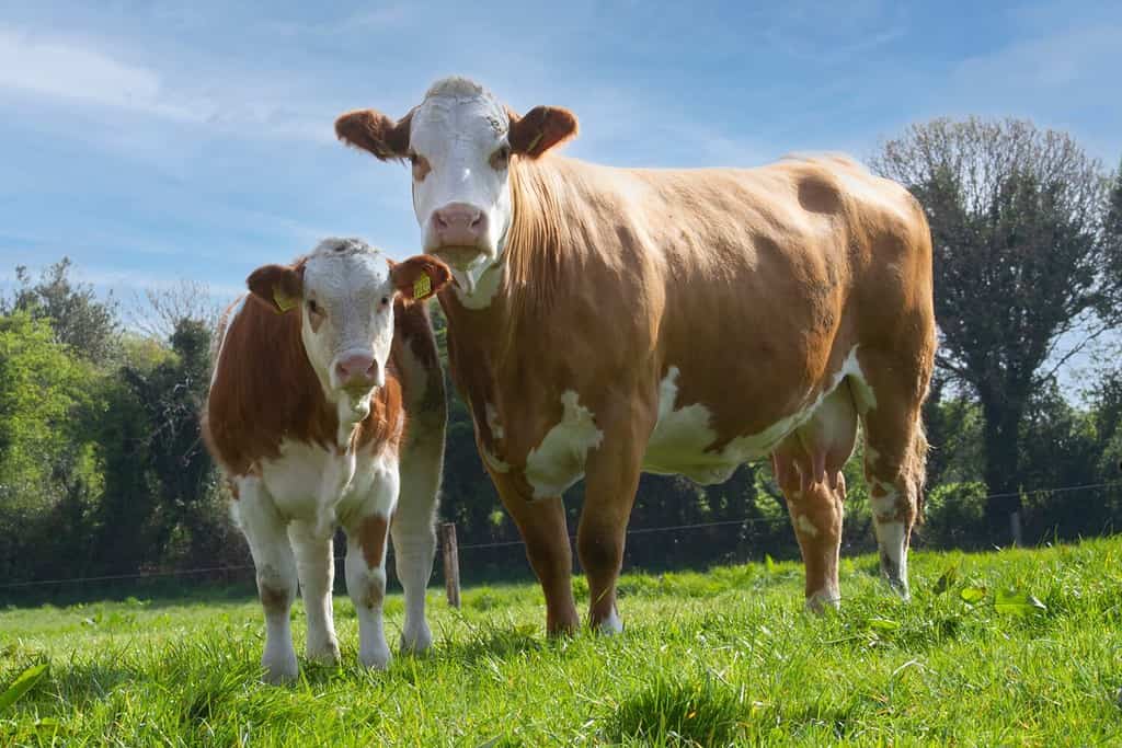 Simmental cow and calf in field