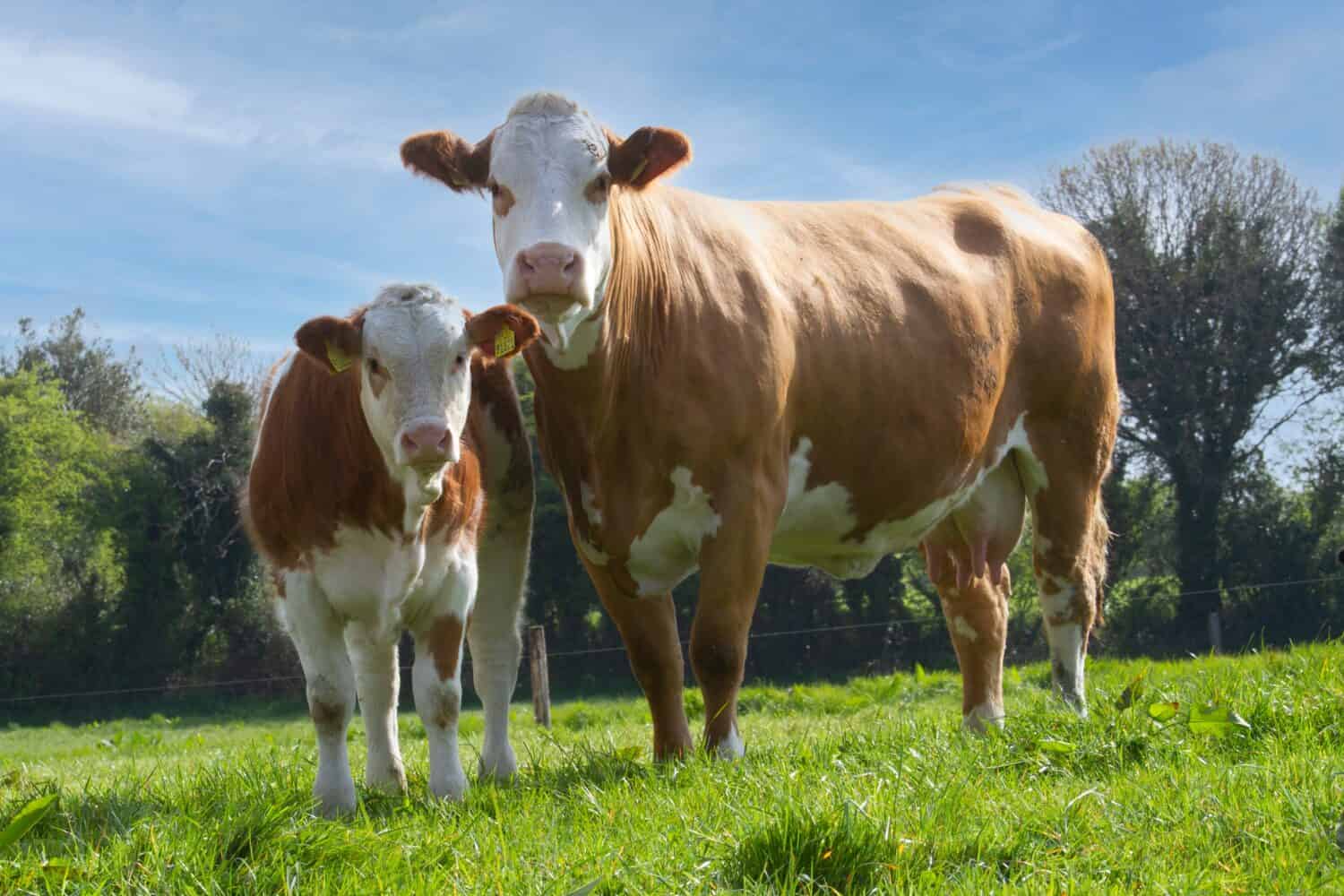 Simmental cow and calf in field